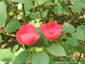 美丽的月季花
