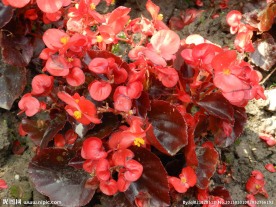红色树红色花