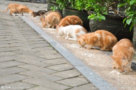 野猫
