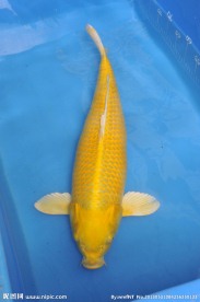 锦鲤