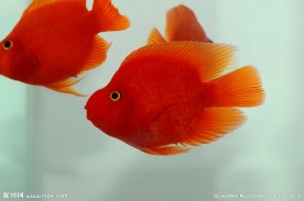 血鹦鹉