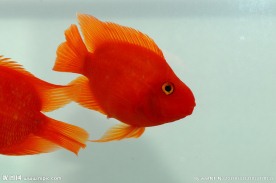 血鹦鹉