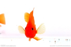 血鹦鹉