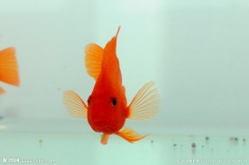 血鹦鹉