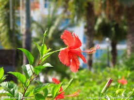 扶桑花