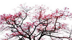红妆满树