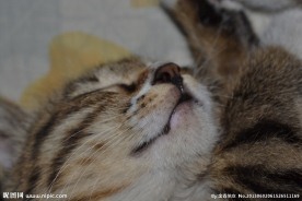 睡猫