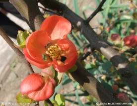 杜鹃花