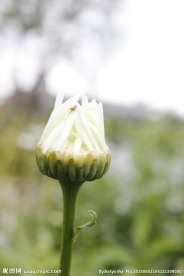 花蕾