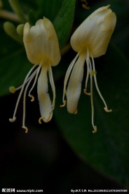 金银花