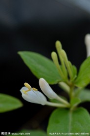 金银花