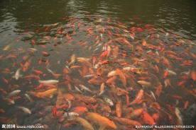 鱼群