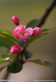 红色樱花