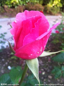 一朵月季花