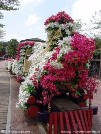 三角梅 勒杜鹃
