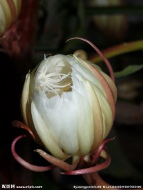 昙花