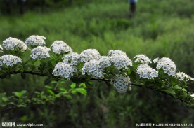 接骨木花