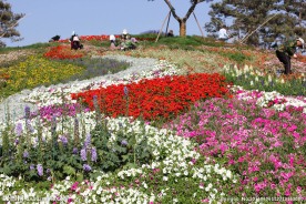 园林花草