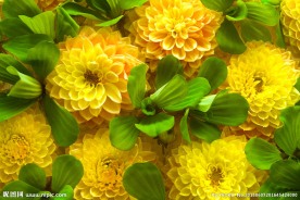花朵图片