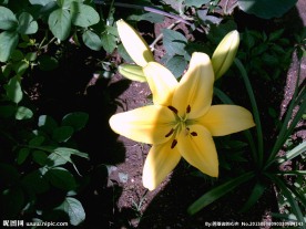 黄色百合花