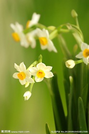 水仙花