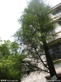 池杉