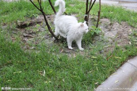 宠物 猫