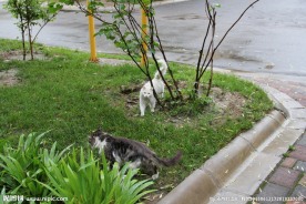 宠物猫
