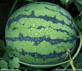 西瓜