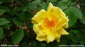 黄色蔷薇花