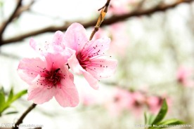 桃花开