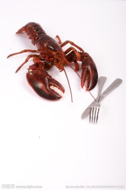 大龙虾 高清摄影