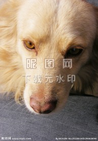 可爱 宠物 动物写真