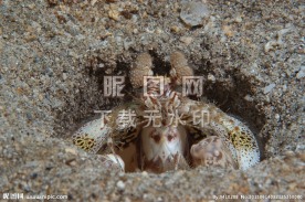 螳螂虾 海鱼