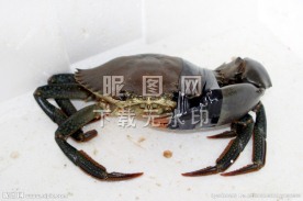 螃蟹 海鱼