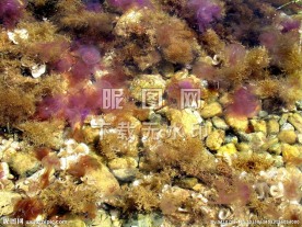 水母 海鱼 鲜鱼