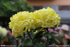 菊花