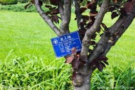 梅树