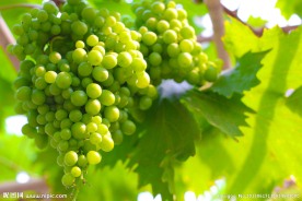葡萄
