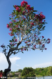 鸡蛋花