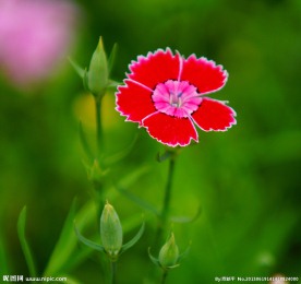 石竹花