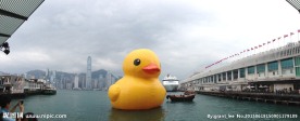 小黄鸭