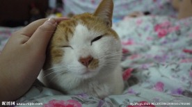 可爱猫咪卖萌睡觉
