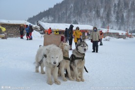 雪橇犬
