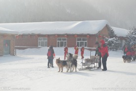 雪橇犬