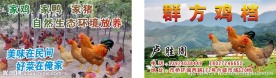 鸡档名片