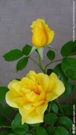黄色蔷薇花