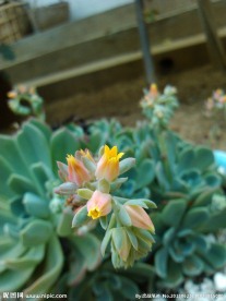 盛开的花