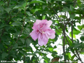 木槿