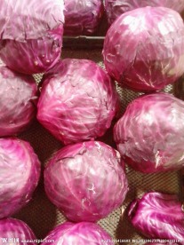 紫包菜
